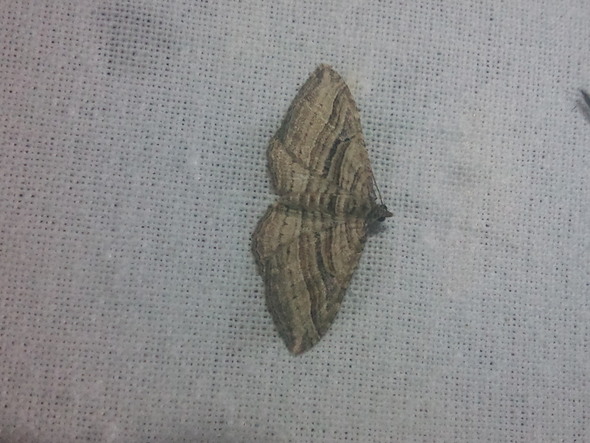 Costaconvexa polygrammata - soksávú araszoló