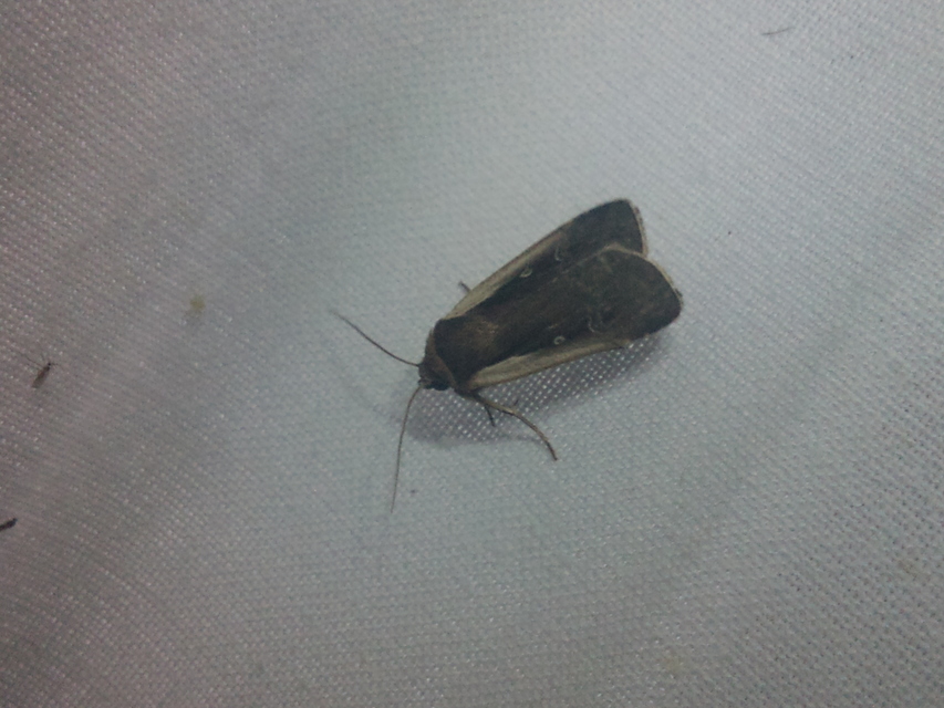 Ochropleura plecta - fehérszegélyű fűbagoly