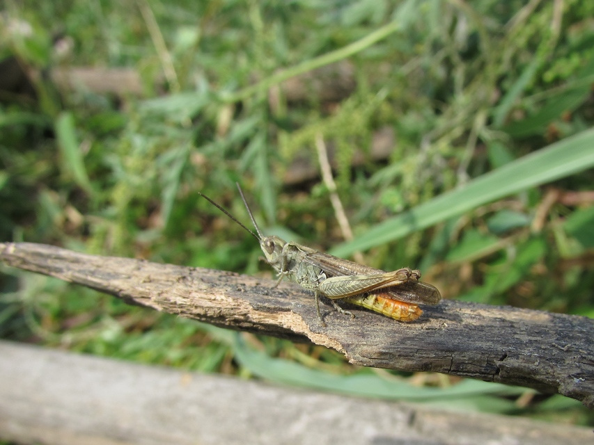 Chorthippus brunneus - közönséges tarlósáska Chorthippus brunneus - közönséges tarlósáska