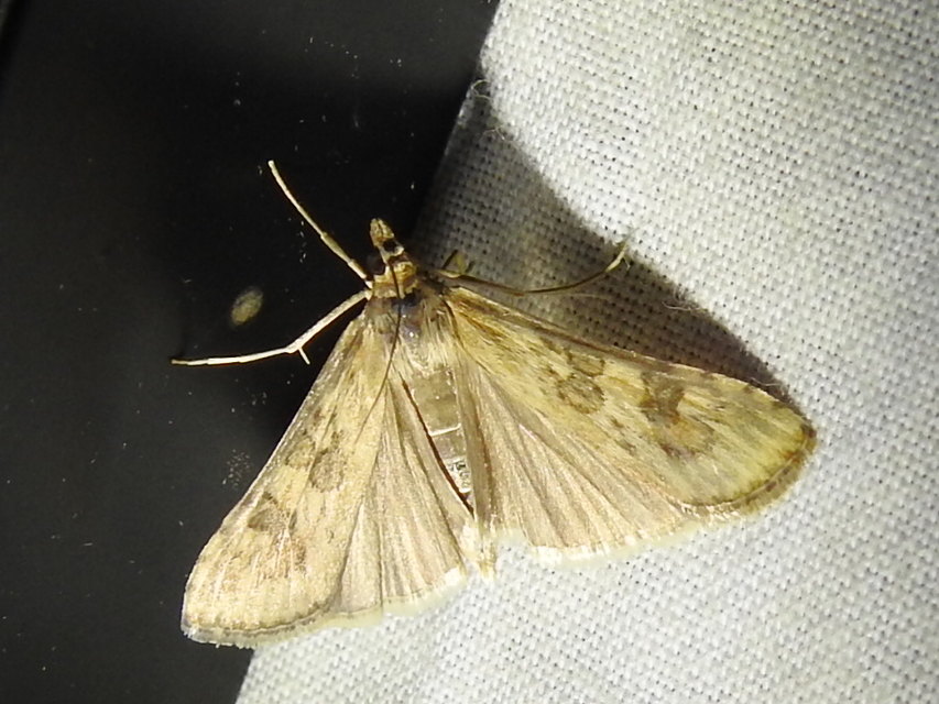 Nomophila noctuella - közönséges vándormoly