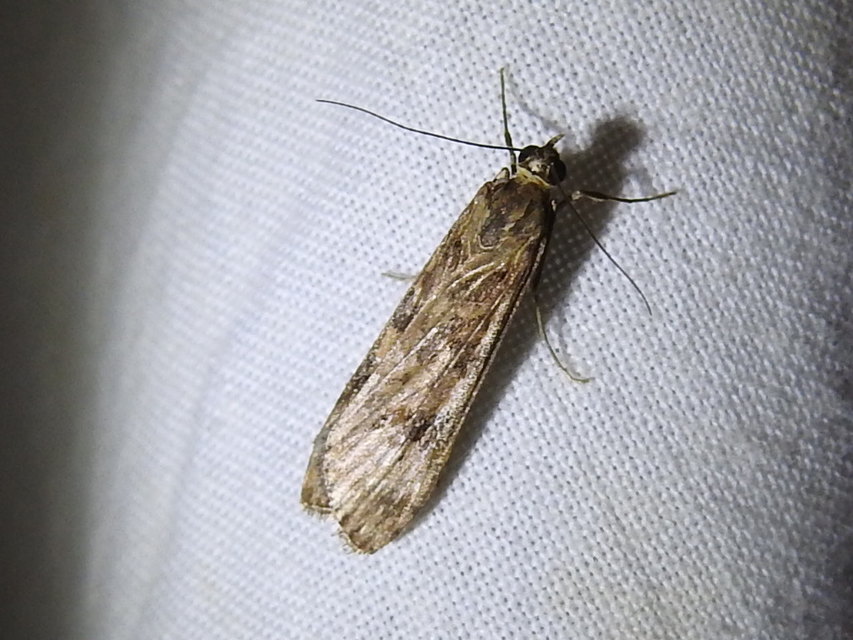 Nomophila noctuella - közönséges vándormoly