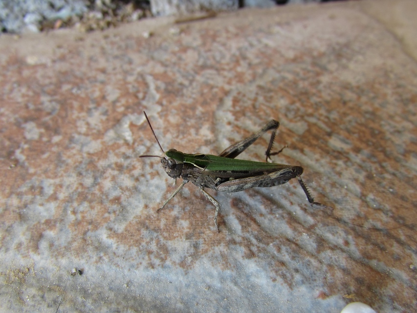 Omocestus rufipes - vöröshasú tarlósáska Omocestus rufipes - vöröshasú tarlósáska