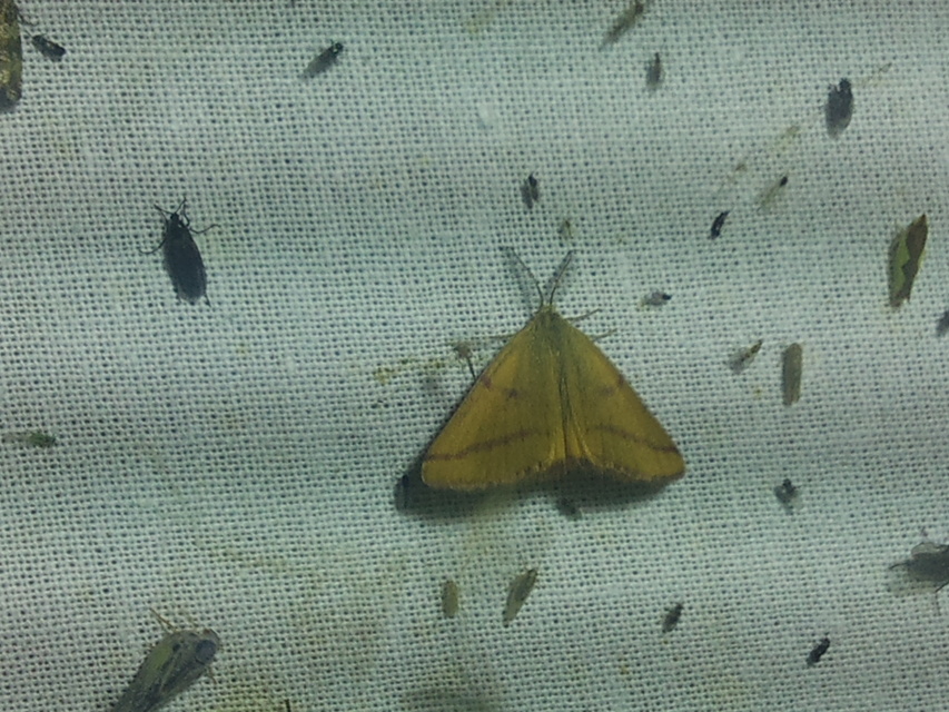 Lythria purpuraria - bíborsávos araszoló