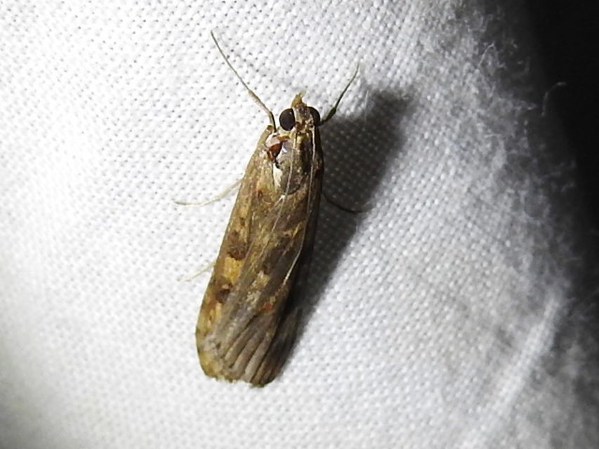 Nomophila noctuella - közönséges vándormoly