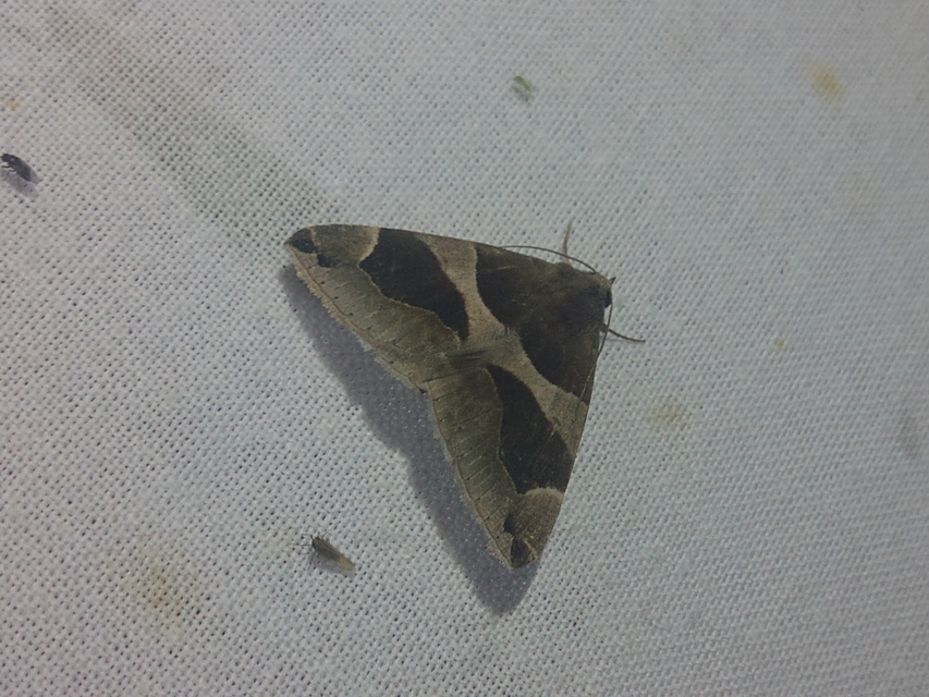 Dysgonia algira - déli porcelánbagoly