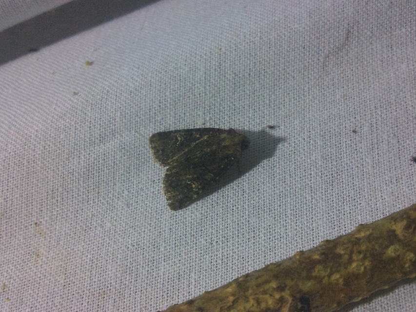 Mesapamea secalella/secalis
