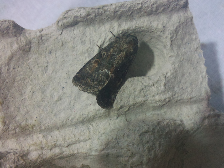 Thalpophila matura - fakó erdeibagoly