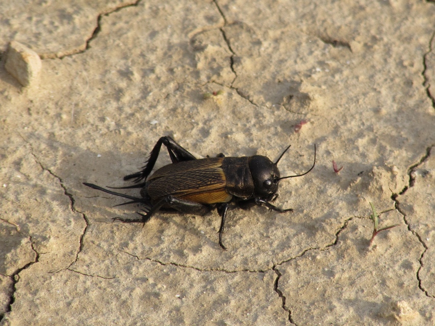 Gryllus campestris - mezei tücsök Gryllus campestris - mezei tücsök