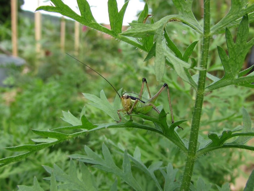 Pachytrachis gracilis - karcsú szöcske Pachytrachis gracilis - karcsú szöcske