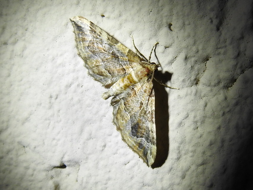 Pelurga comitata - nagy tarkaaraszoló