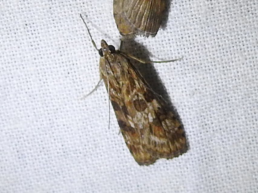 Nomophila noctuella - közönséges vándormoly