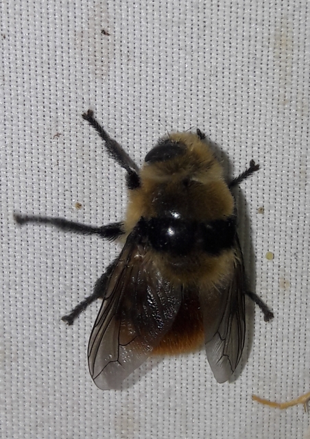 Cephenemyia