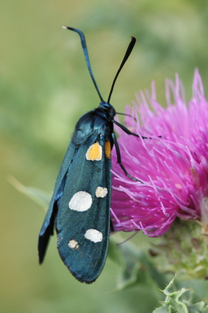 Zygaena ephialtes - változékony csüngőlepke