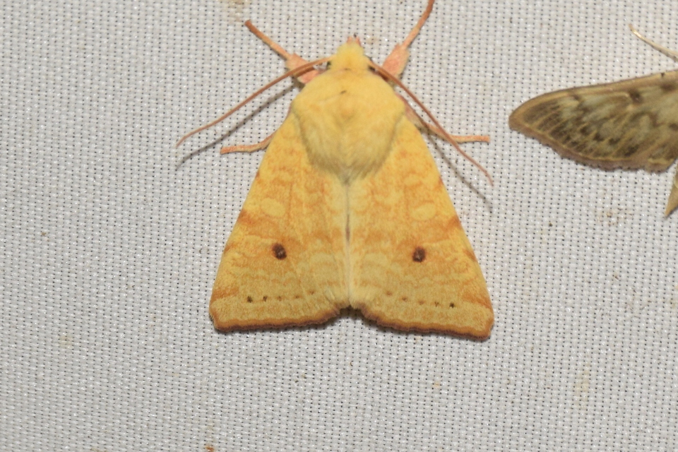 Cirrhia icteritia - nyárfa-sárgabagoly