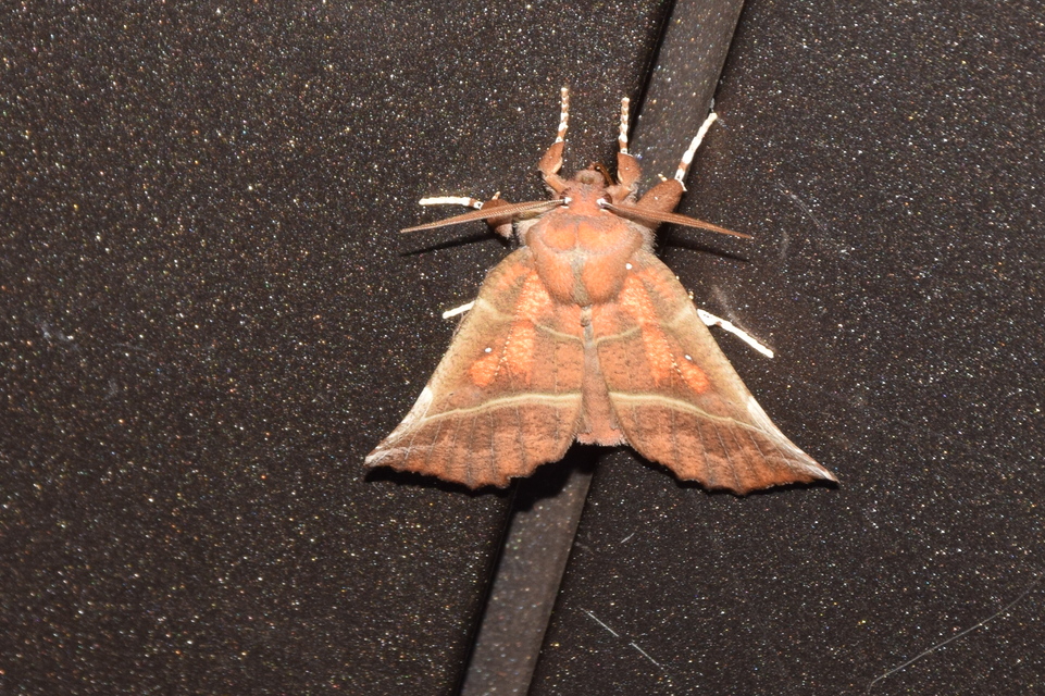 Scoliopteryx libatrix - vörös csipkésbagoly