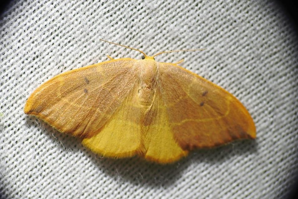 Watsonalla binaria - tölgyfa-sarlósszövő