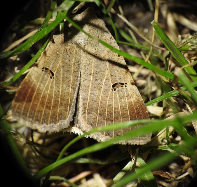 Lygephila craccae - gyakori csüdfűbagoly