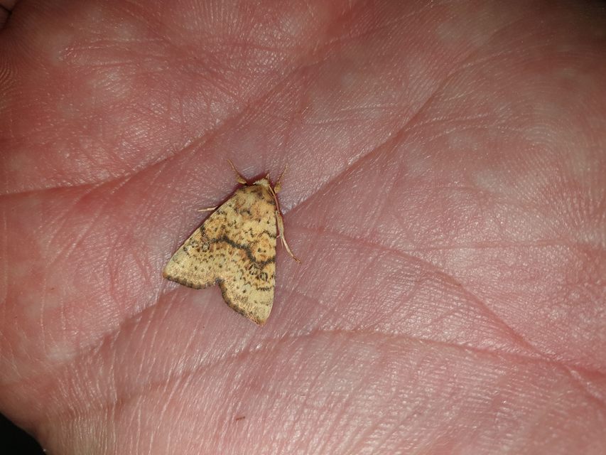 Tiliacea sulphurago - kénes sárgabagoly