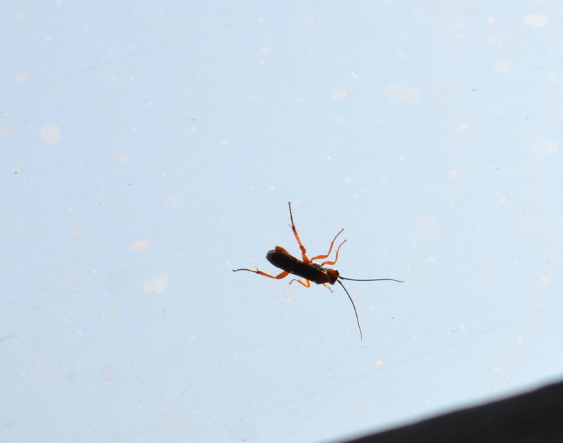 Braconidae - gyilkosfürkészek
