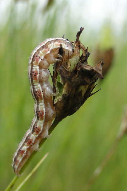Heliothis