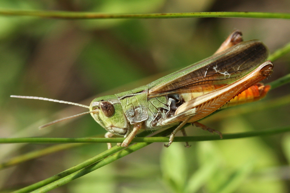 Stenobothrus lineatus - jajgató rétisáska