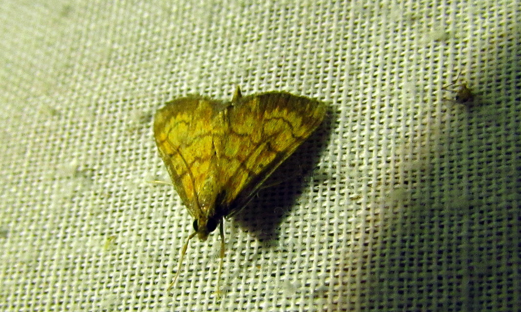 Ecpyrrhorrhoe rubiginalis - rozsdavörös tűzmoly