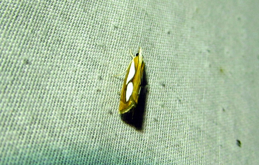 Catoptria pinella - ezüstös fűgyökérmoly