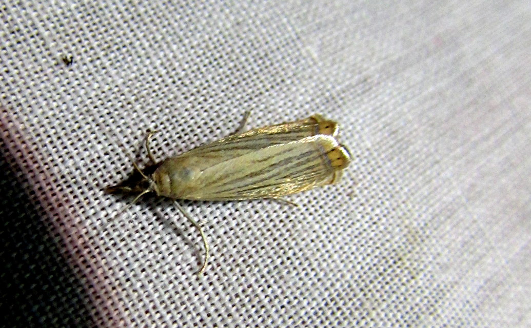 Chrysoteuchia culmella - kerti fűgyökérmoly