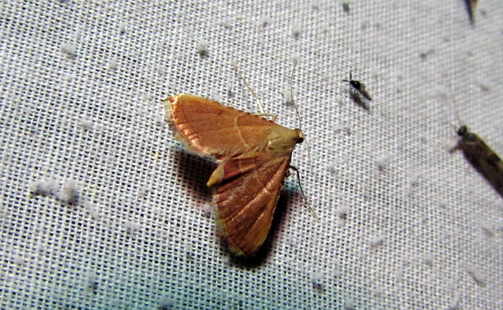 Endotricha flammealis - tüzesszárnyú fényilonca