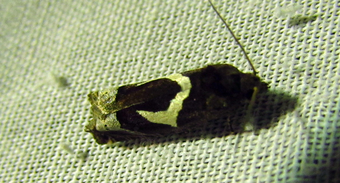 Epiblema foenella - kampósfoltú tükrösmoly