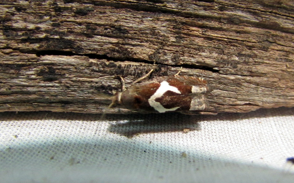 Epiblema foenella - kampósfoltú tükrösmoly