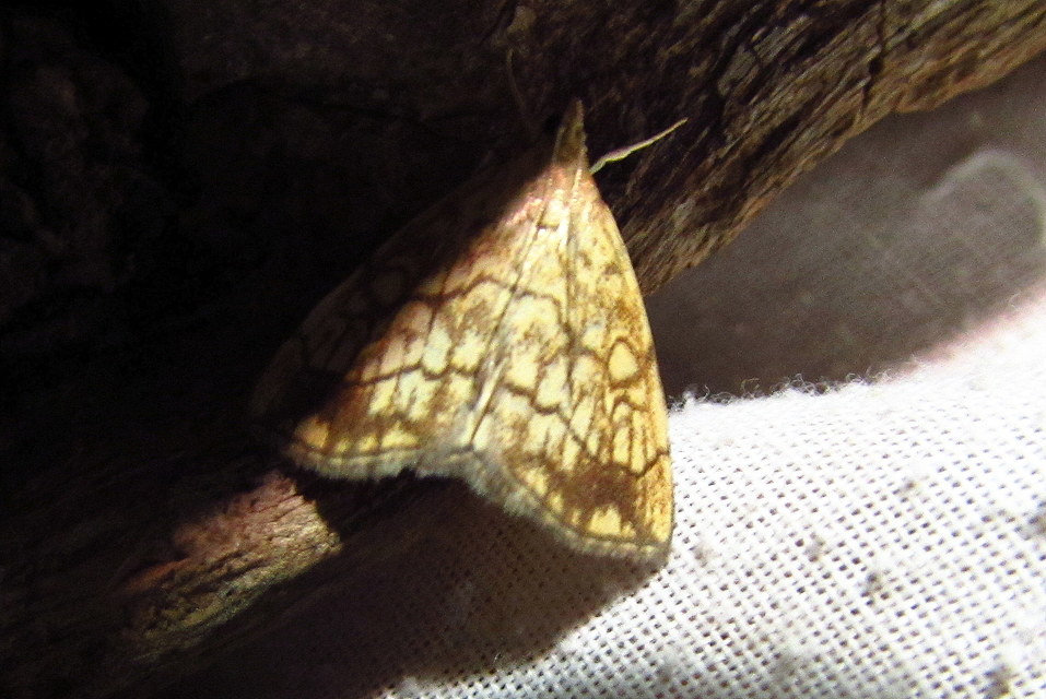 Evergestis pallidata - szalmaszínű dudvamoly