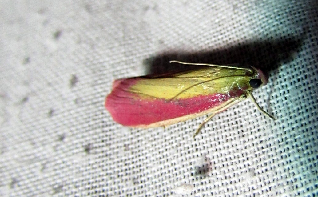 Oncocera semirubella - lucernamoly