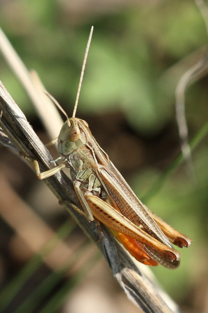 Stenobothrus lineatus - jajgató rétisáska