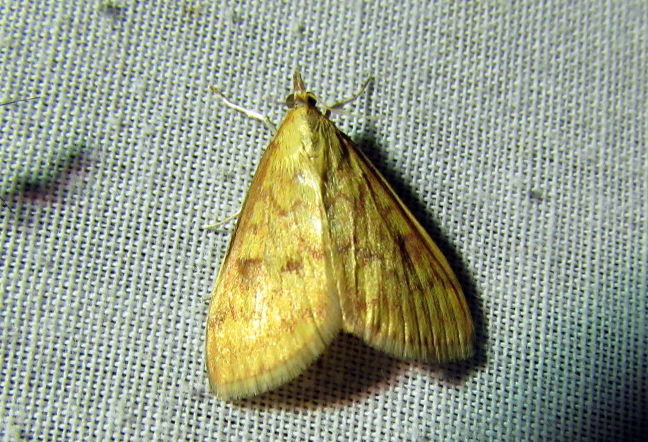 Ostrinia nubilalis - kukoricamoly