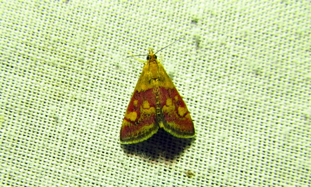 Pyrausta aurata - aranyló bíbormoly