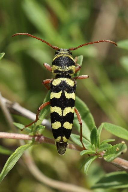 Echinocerus floralis - lucerna-darázscincér