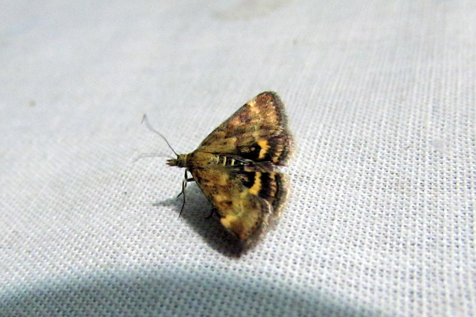 Pyrausta despicata - réti bíbormoly