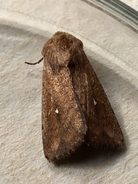 Mythimna albipuncta - fehérpettyes rétibagoly