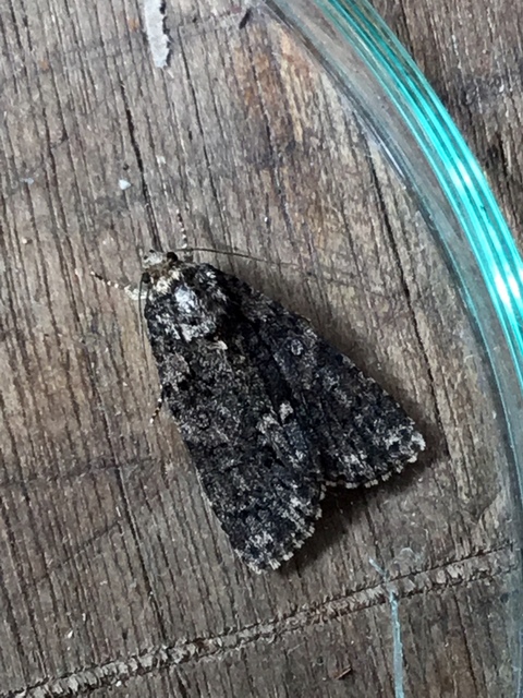 Acronicta rumicis - sóska-szigonyosbagoly