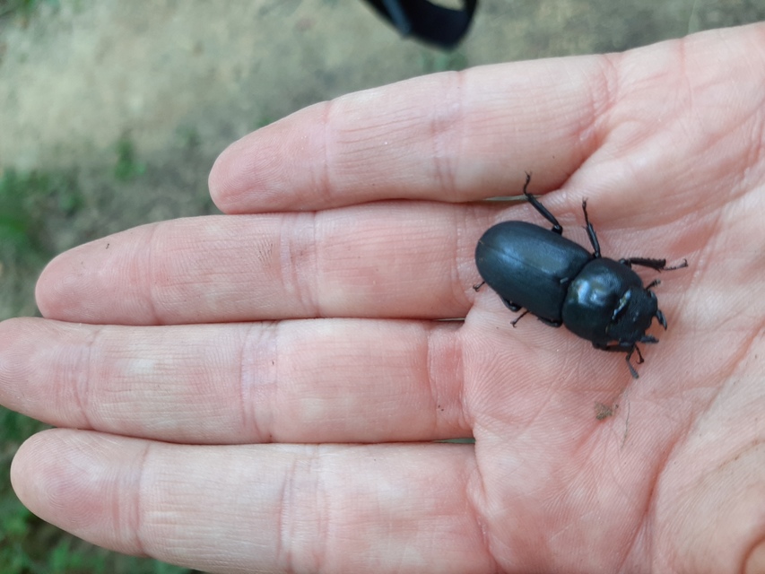 Dorcus parallelipipedus - kis szarvasbogár