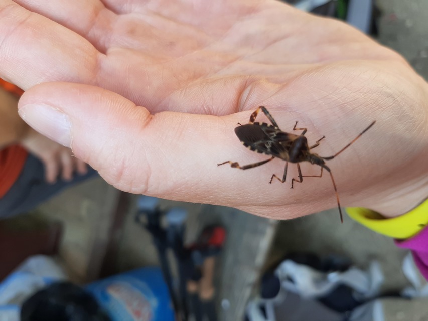 Leptoglossus occidentalis - nyugati levéllábú poloska