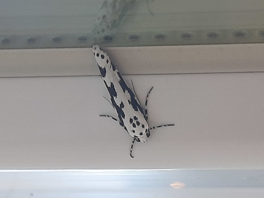 Ethmia candidella - őszi feketemoly