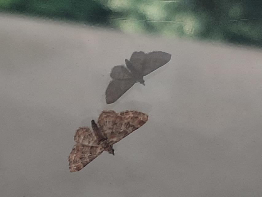 Gymnoscelis rufifasciata - vöröscsíkos törpearaszoló