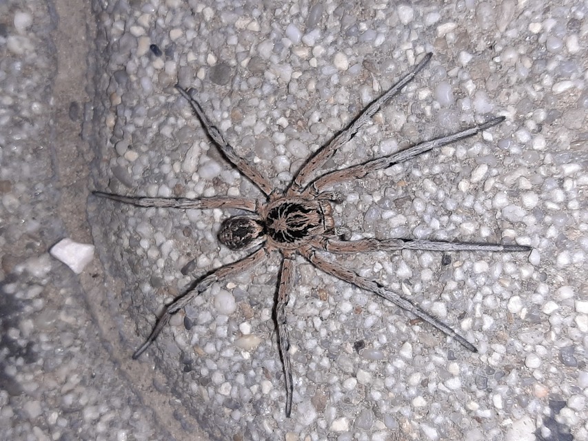 Geolycosa vultuosa - pokoli cselőpók