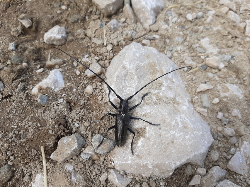 Monochamus sartor - nagy fenyvescincér