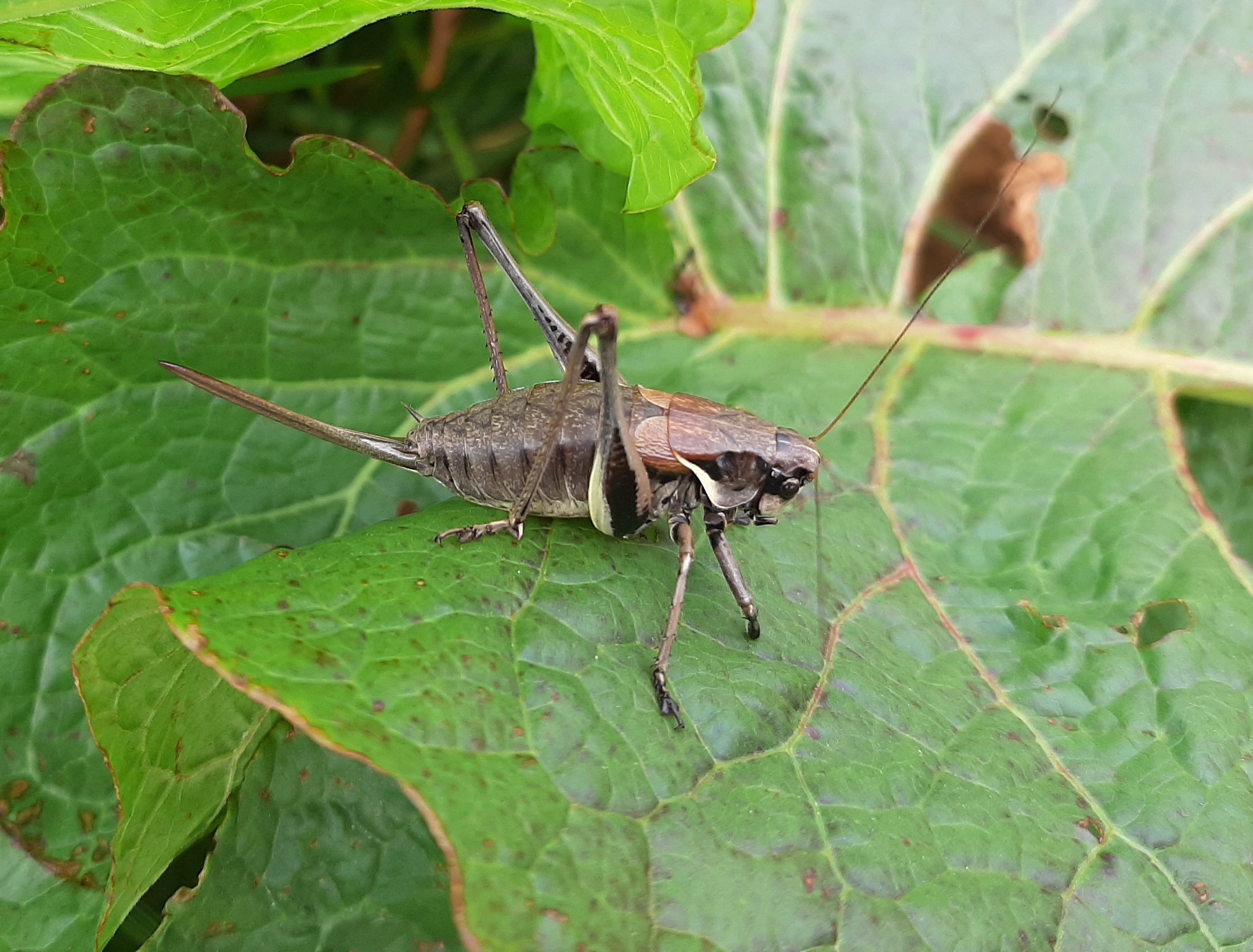 Pholidoptera transsylvanica - erdélyi avarszöcske