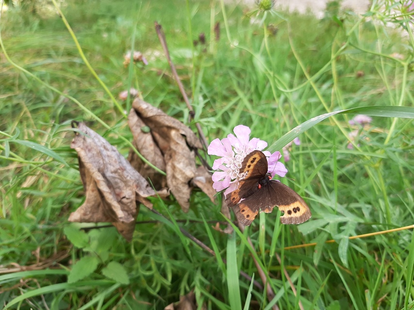 Erebia