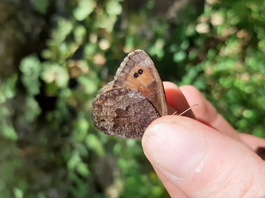 Erebia pronoe