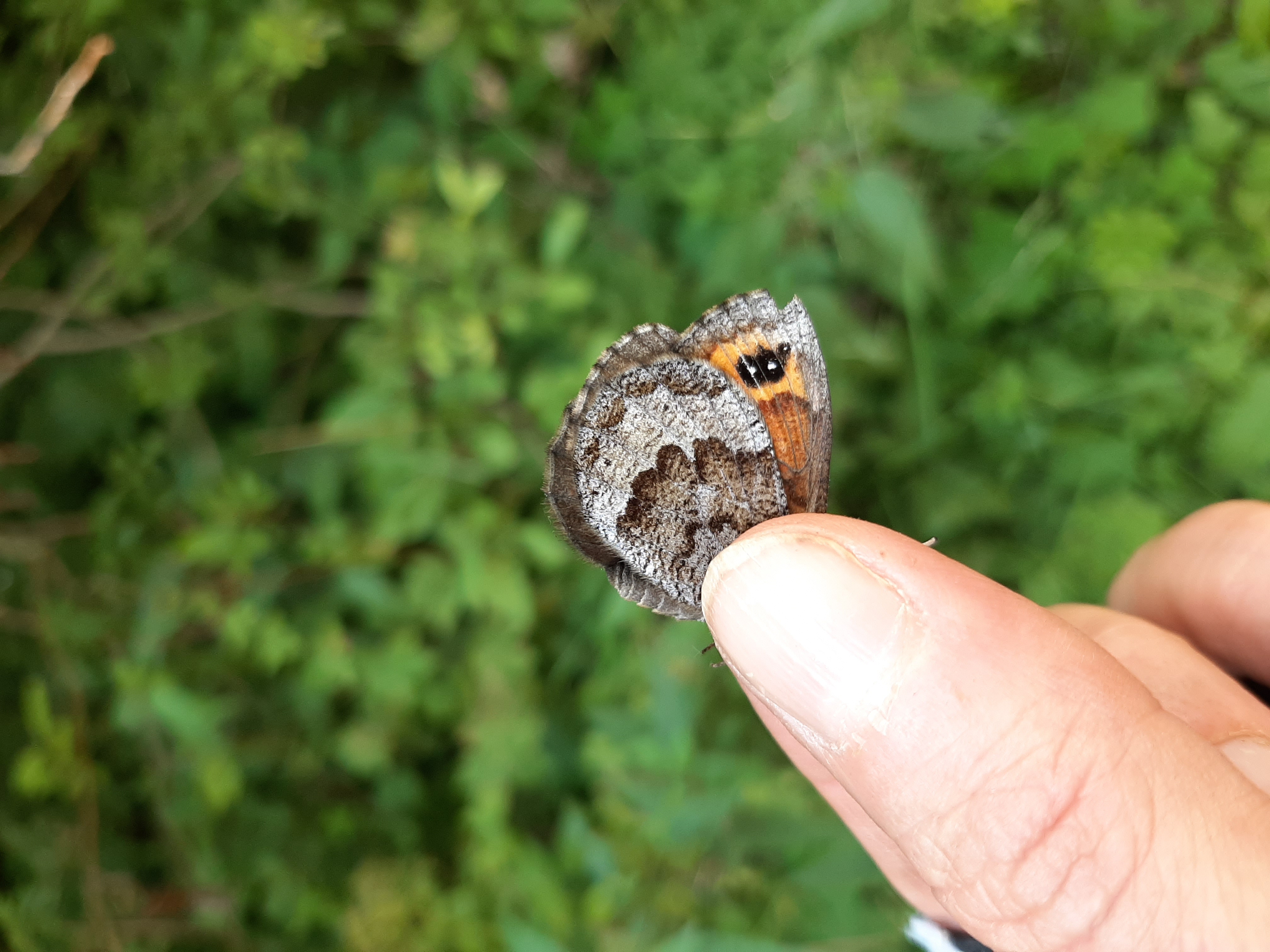 Erebia pronoe